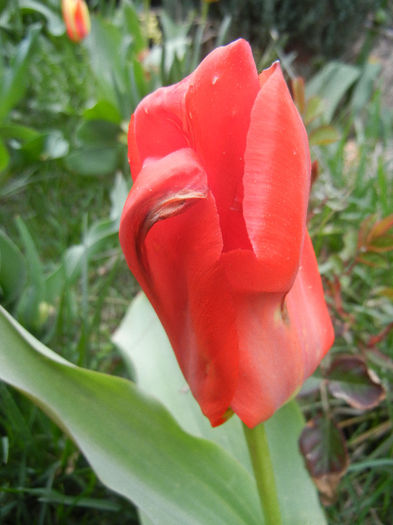 Tulipa Madame Lefeber (2013, April 07)