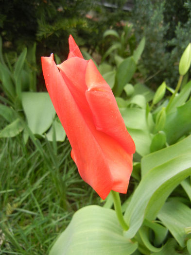 Tulipa Madame Lefeber (2013, April 07) - Tulipa Madame Lefeber