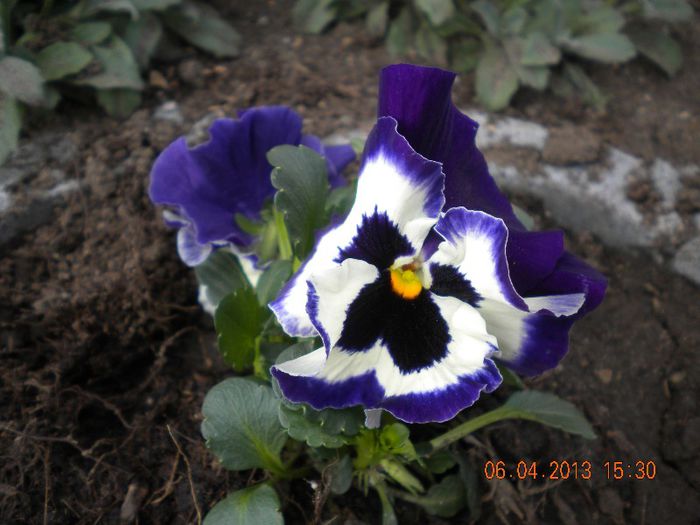  - flori din gradina 2013
