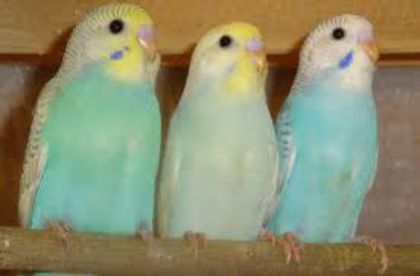 perusi - Papagali Perusi