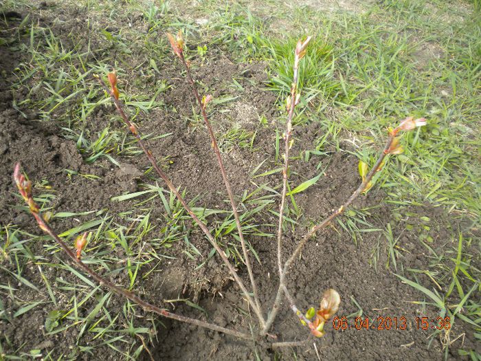 arbusti de aronia melanocarpa