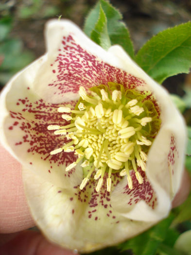 Helleborus orientalis "White Spotted Lady"; Multumesc Gabita!!!:-)
