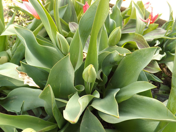 DSCF1297 - Primavara 2013