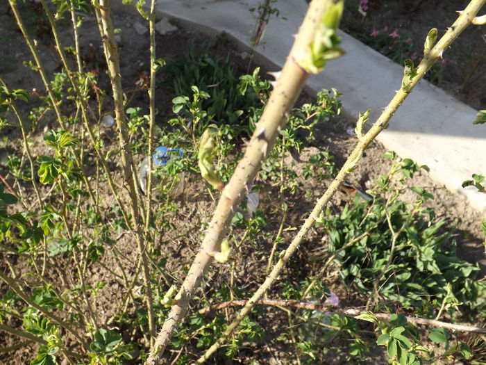 DSCF1315 - Primavara 2013