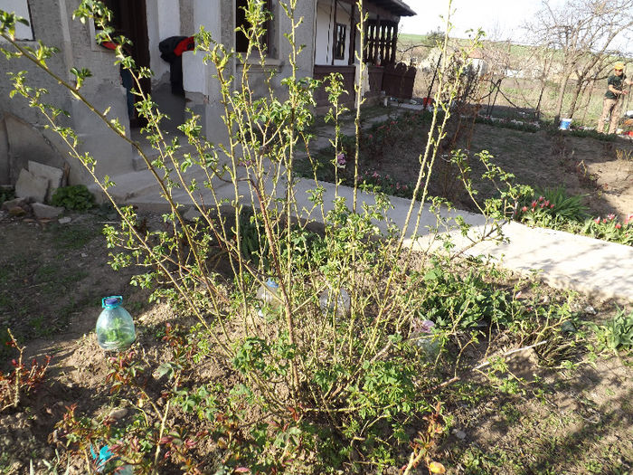 DSCF1320 - Primavara 2013