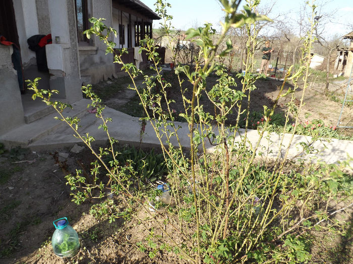 DSCF1321 - Primavara 2013