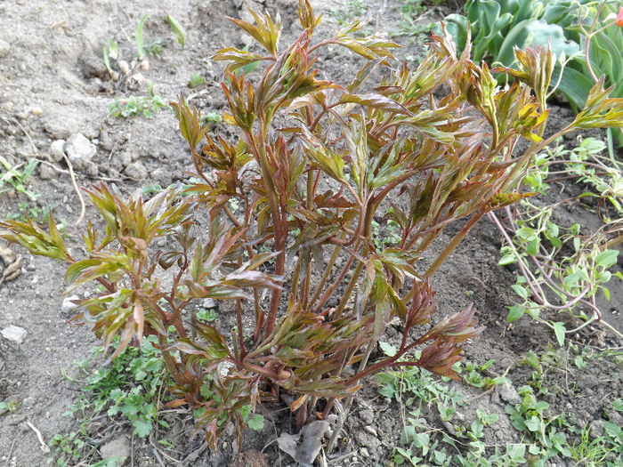 DSCF1327 - Primavara 2013