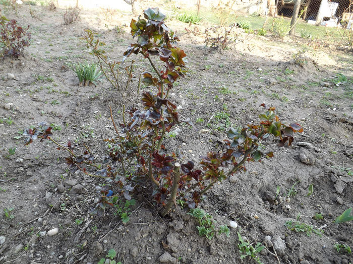 DSCF1328 - Primavara 2013