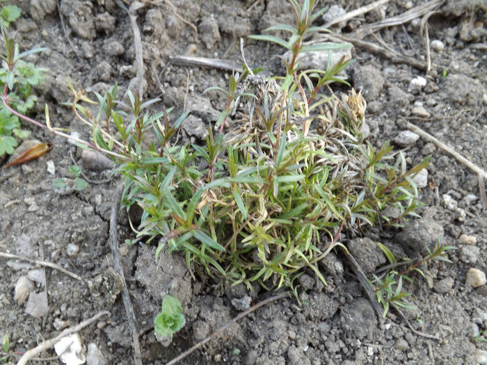 DSCF1329 - Primavara 2013