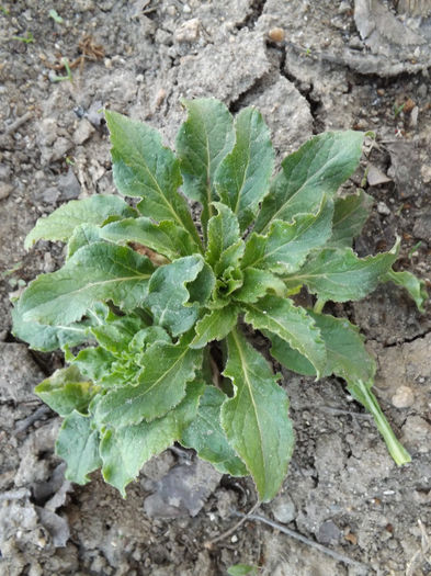 DSCF1330 - Primavara 2013