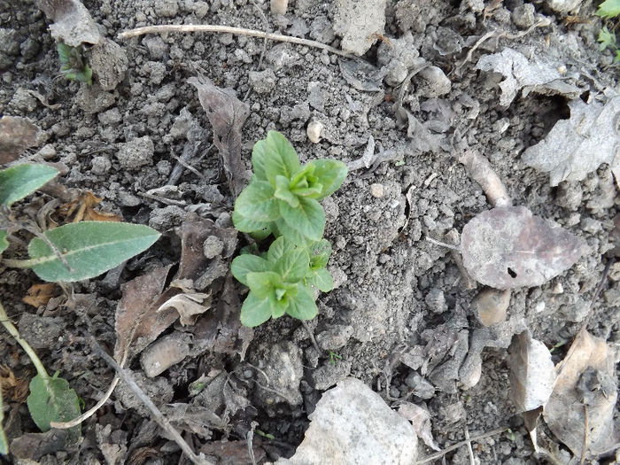 DSCF1333 - Primavara 2013