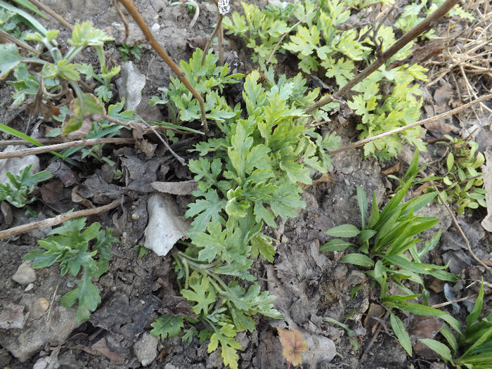 DSCF1334 - Primavara 2013