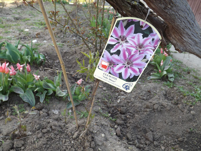 DSCF1335 - Primavara 2013