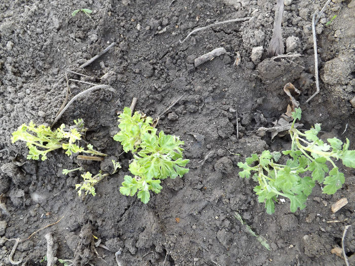 DSCF1337 - Primavara 2013