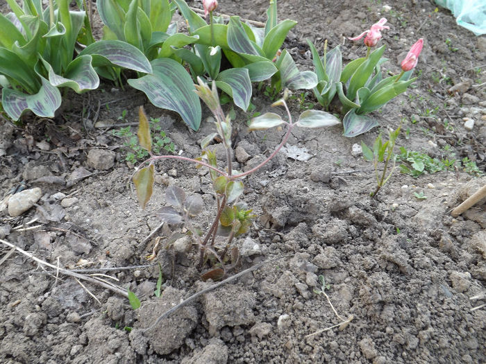 DSCF1338 - Primavara 2013