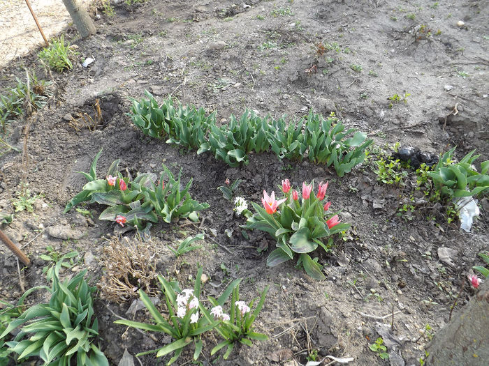 DSCF1340 - Primavara 2013