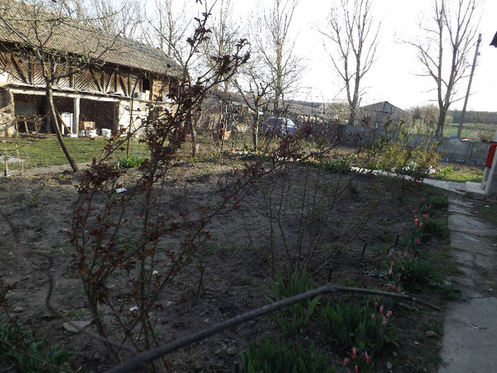 DSCF1342 - Primavara 2013