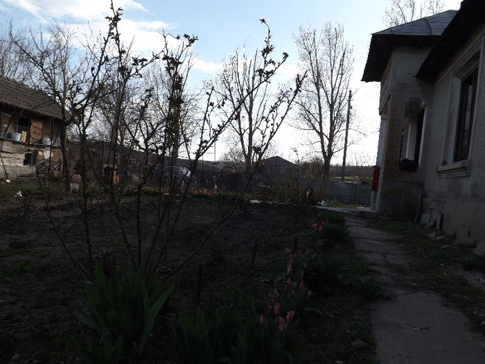 DSCF1344 - Primavara 2013