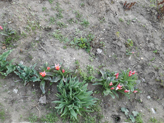 DSCF1345 - Primavara 2013