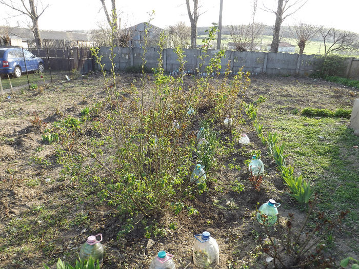 DSCF1346 - Primavara 2013