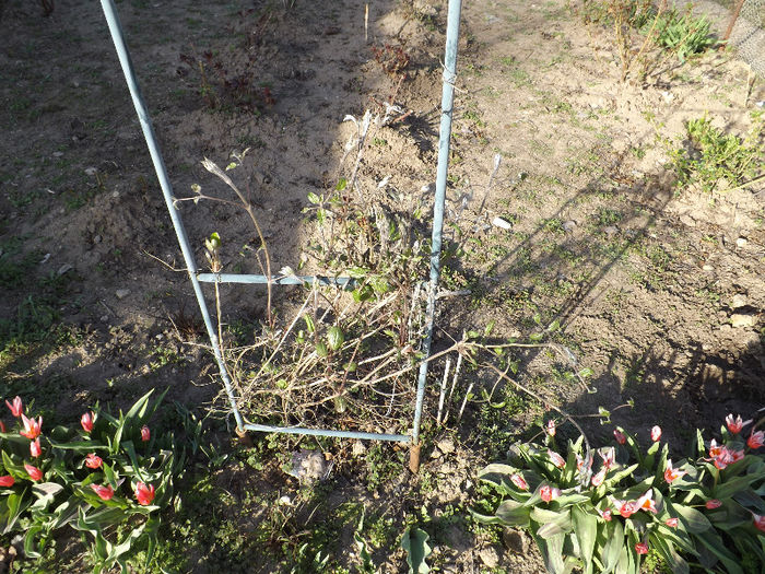 DSCF1348 - Primavara 2013