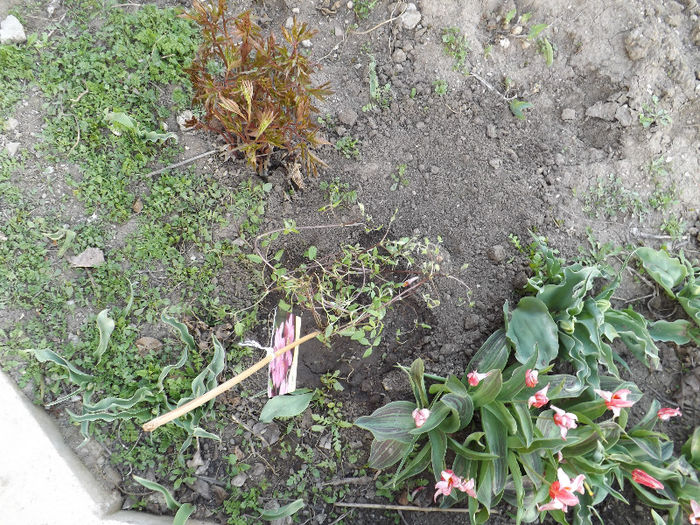 DSCF1349 - Primavara 2013