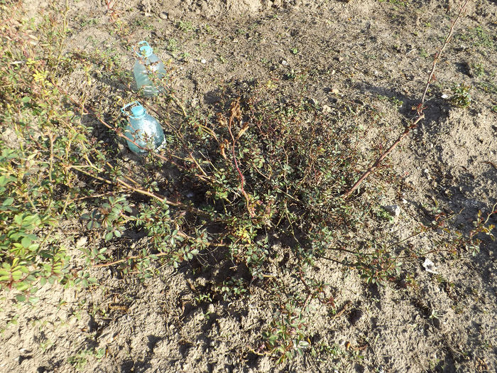 DSCF1350 - Primavara 2013