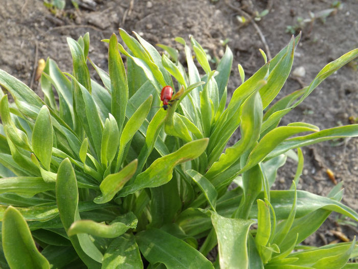 DSCF1351 - Primavara 2013