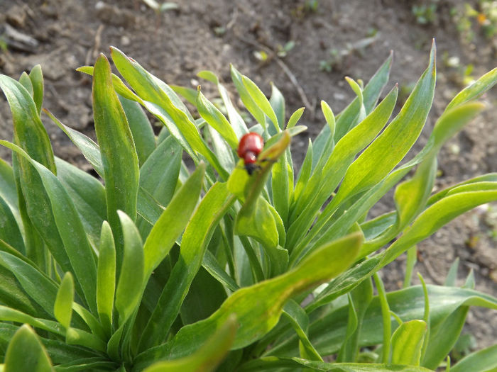 DSCF1352 - Primavara 2013