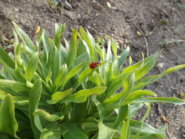 DSCF1353 - Primavara 2013