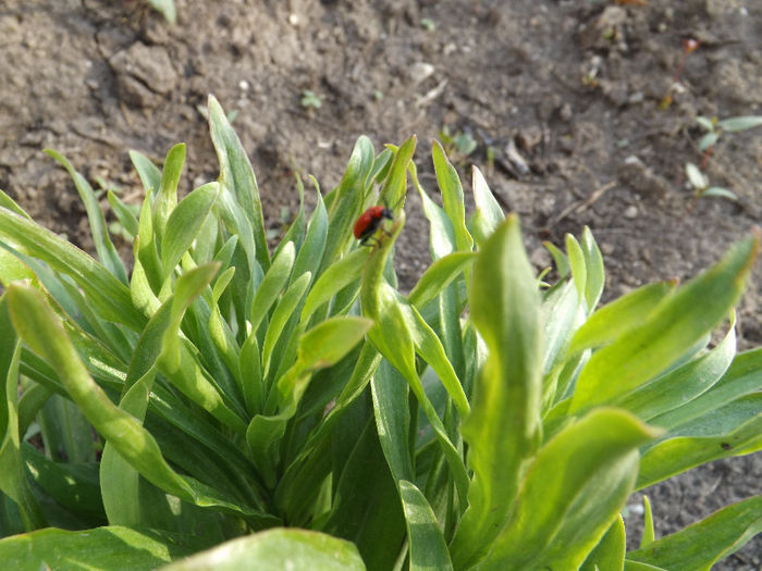 DSCF1354 - Primavara 2013