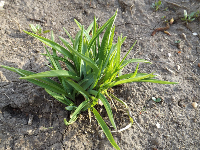 DSCF1355 - Primavara 2013