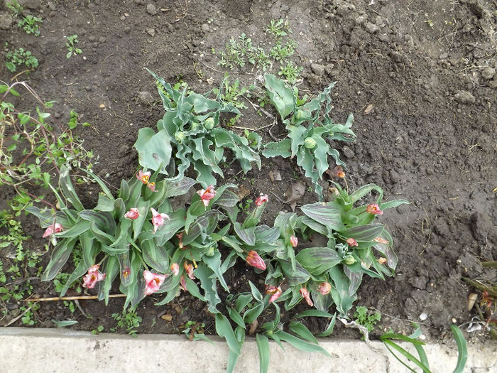 DSCF1387 - Primavara 2013