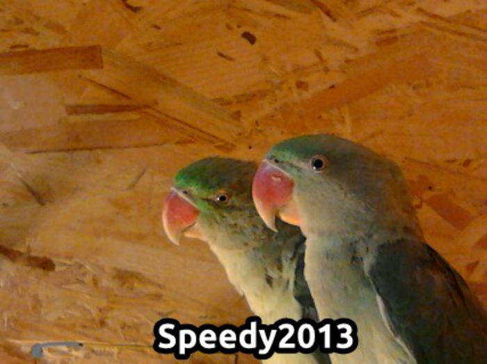 Poza 3; Viitoarea pereche de pe papagali Marele Alexandru , abia au 1 an %u015Fi nu sunt fra%u0163i
