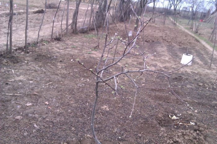 Mar Gala; Salorno Italia
