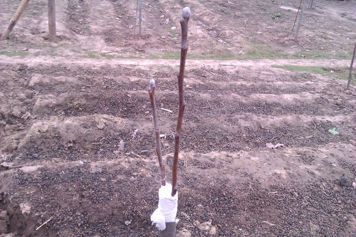 Altoire cu Pink Lady