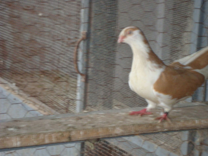 DSC06462 - voliera 2013