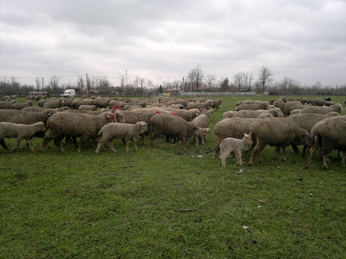 070420131192 - Merinos de Palas