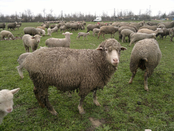 070420131193 - Merinos de Palas