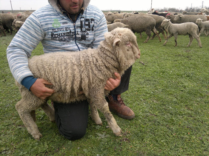 070420131194 - Merinos de Palas