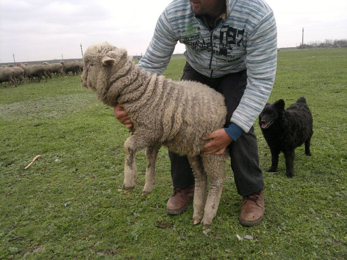 070420131195 - Merinos de Palas