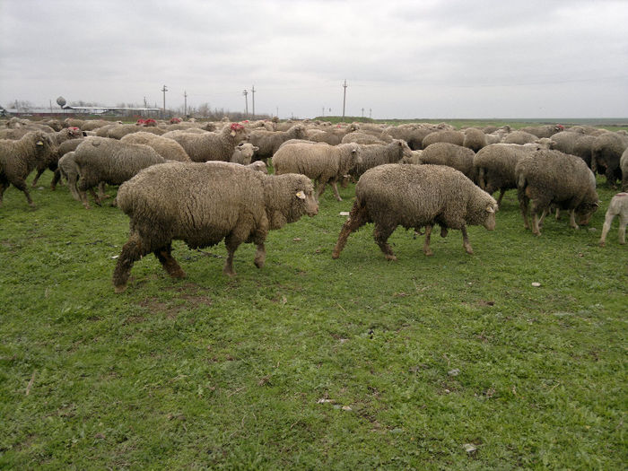 070420131196 - Merinos de Palas