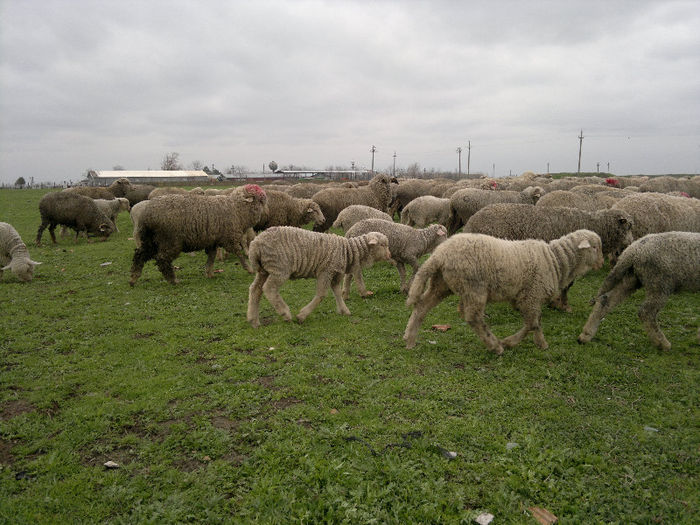 070420131197 - Merinos de Palas