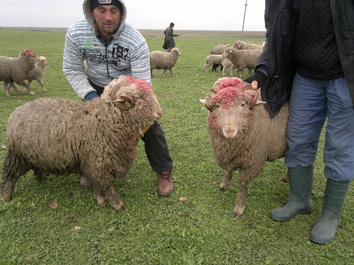 070420131201 - Merinos de Palas