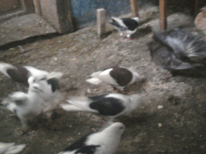 Photo-0529 - Martie-Aprilie 2013