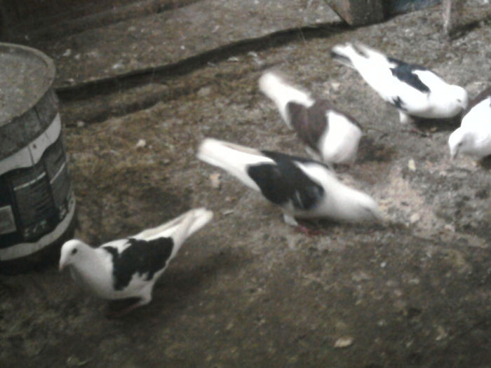 Photo-0530 - Martie-Aprilie 2013