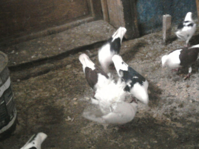 Photo-0532 - Martie-Aprilie 2013