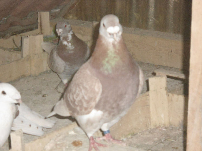 M-2012-matca - 5-AMERICAN SHOW RACER