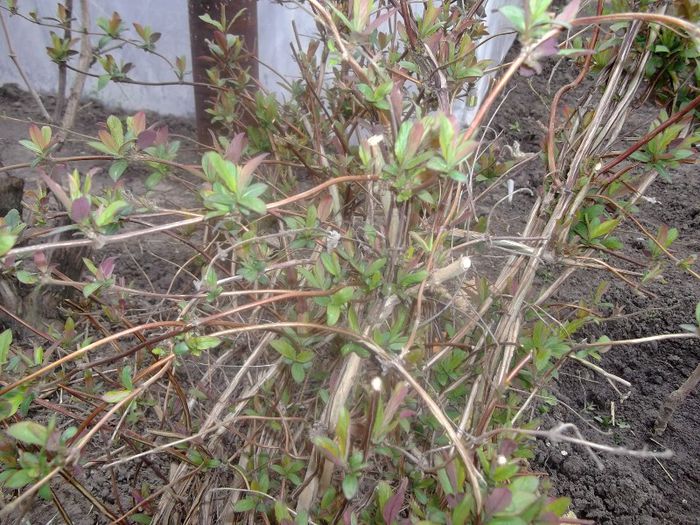 mana maicii domnului