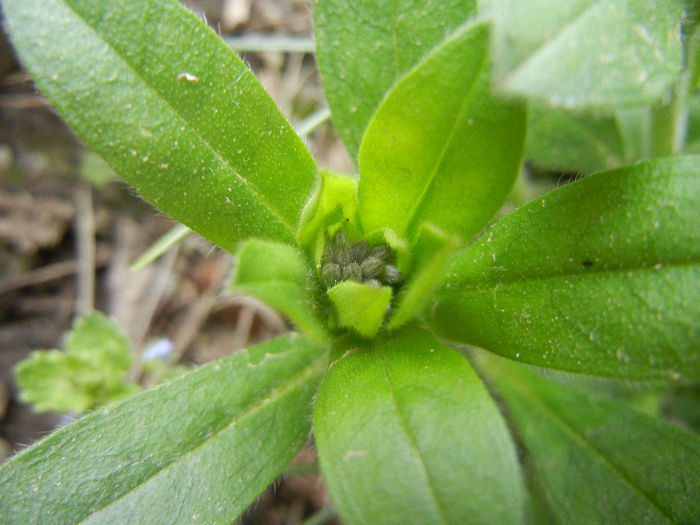 Myosotis alpestris (2013, April 07) - MYOSOTIS Alpestris